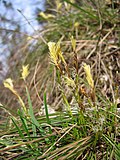 Miniatura per Carex humilis