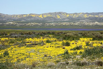 Spring wildflowers can be spectacular after a wet winter in the remote Carrizo Plain National Monument.