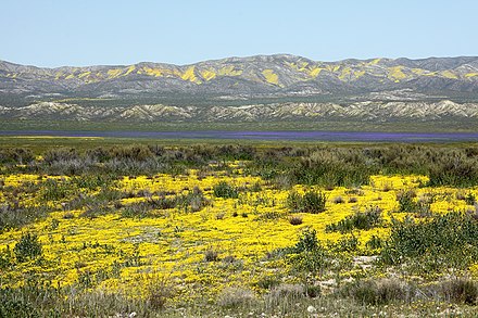 Spring wildflowers can be spectacular in Carrizo after a wet winter.