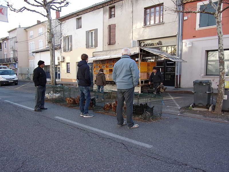 File:Carpentras - foire de la Saint Siffrein 2015 - poules.JPG