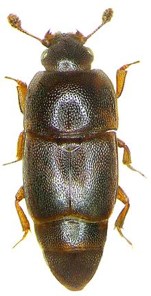 Carpophilus marginellus Motschulsky ، 1858 (3408978037) .jpg