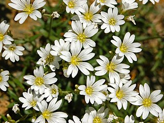 <i>Cerastium utriense</i> Species of flowering plant in the pink family Caryophyllaceae