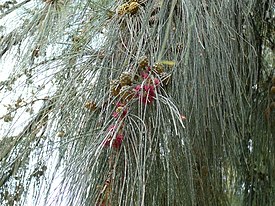 Casuarina equisetifolia 0004.jpg