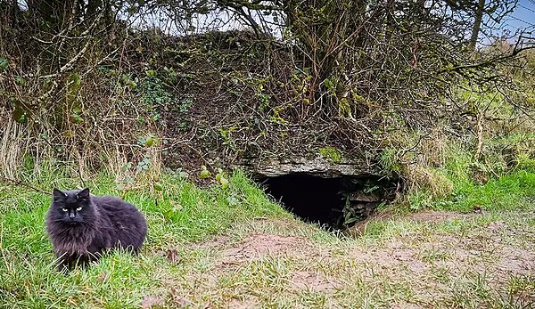 Cat at the entrance to Oweynagat Cave