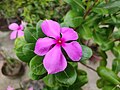 * Nomination Catharanthus roseus in Bangladesh --Kryesmin 13:14, 6 September 2024 (UTC) * Decline  Oppose The flower is unsharp. --C messier 19:02, 14 September 2024 (UTC)