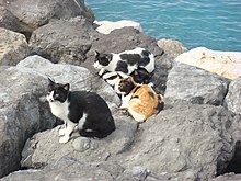 Mulher-Gato – Wikipédia, a enciclopédia livre