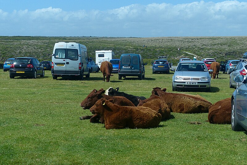 File:Cattle in the car park - geograph.org.uk - 5434380.jpg