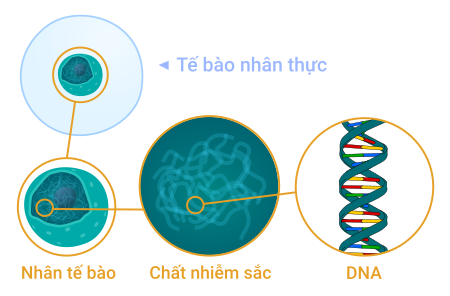 Tập_tin:Cell_to_DNA_vi.svg