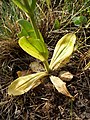 Rosette-leaves