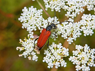 <i>Anastrangalia sanguinolenta</i> Species of beetle