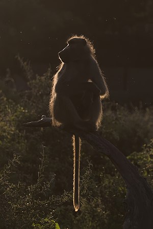 Chacma baboon (Papio ursinus ruacana) backlit