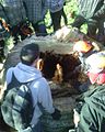 Arboriculture students gather around the stump of an Araucaria araucana felled on Bicton College grounds.