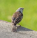 Thumbnail for File:Chipping sparrow in GWC (42636).jpg