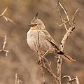 Chirruping Wedgebill, Broken Hill, New South Wales, Australia