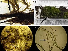 Chorisodontium aciphyllum.jpg