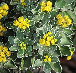 Resmin açıklaması Chrysanthemum pacificum.jpg.