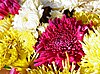 Chrysanthemums.jpg