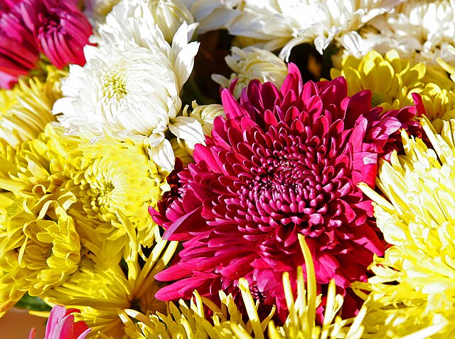 Chrysanthemum - Wikipedia