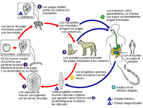 Ciclo vital de la tenia del perro.