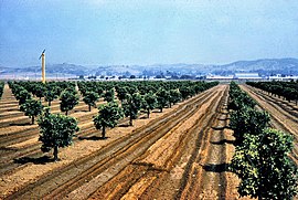 Citrus groves, Golden Ave., Placentia, June 1961.jpg
