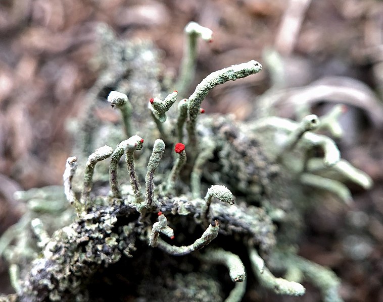 File:Cladonia macilenta 61355244.jpg