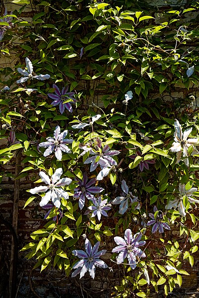 File:Clematis Nelly Moser Copped Hall Kitchen Garden, Epping, Essex, England 01.jpg