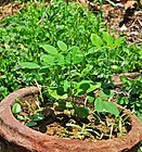 Clitoria ternatea plants 15042014.jpg