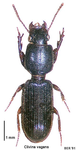 <i>Clivina vagans</i> Species of beetle