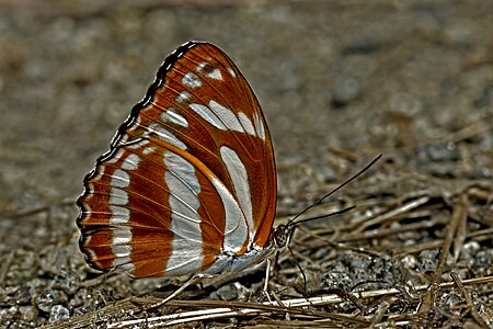 ডানা বন্ধ অবস্থায়