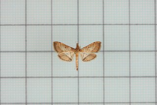 <i>Cnaphalocrocis limbalis</i> Species of moth
