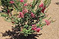 Crapemyrtle lagerstroemia 'Tuscarora'