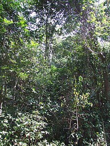 Forêt côtière @ Pugu Hills.JPG