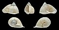 * Nomination Shell of a Brazilian land snail, Cochlorina lateralis --Llez 05:49, 17 December 2019 (UTC) * Promotion  Support Good quality. --Ermell 07:07, 17 December 2019 (UTC)