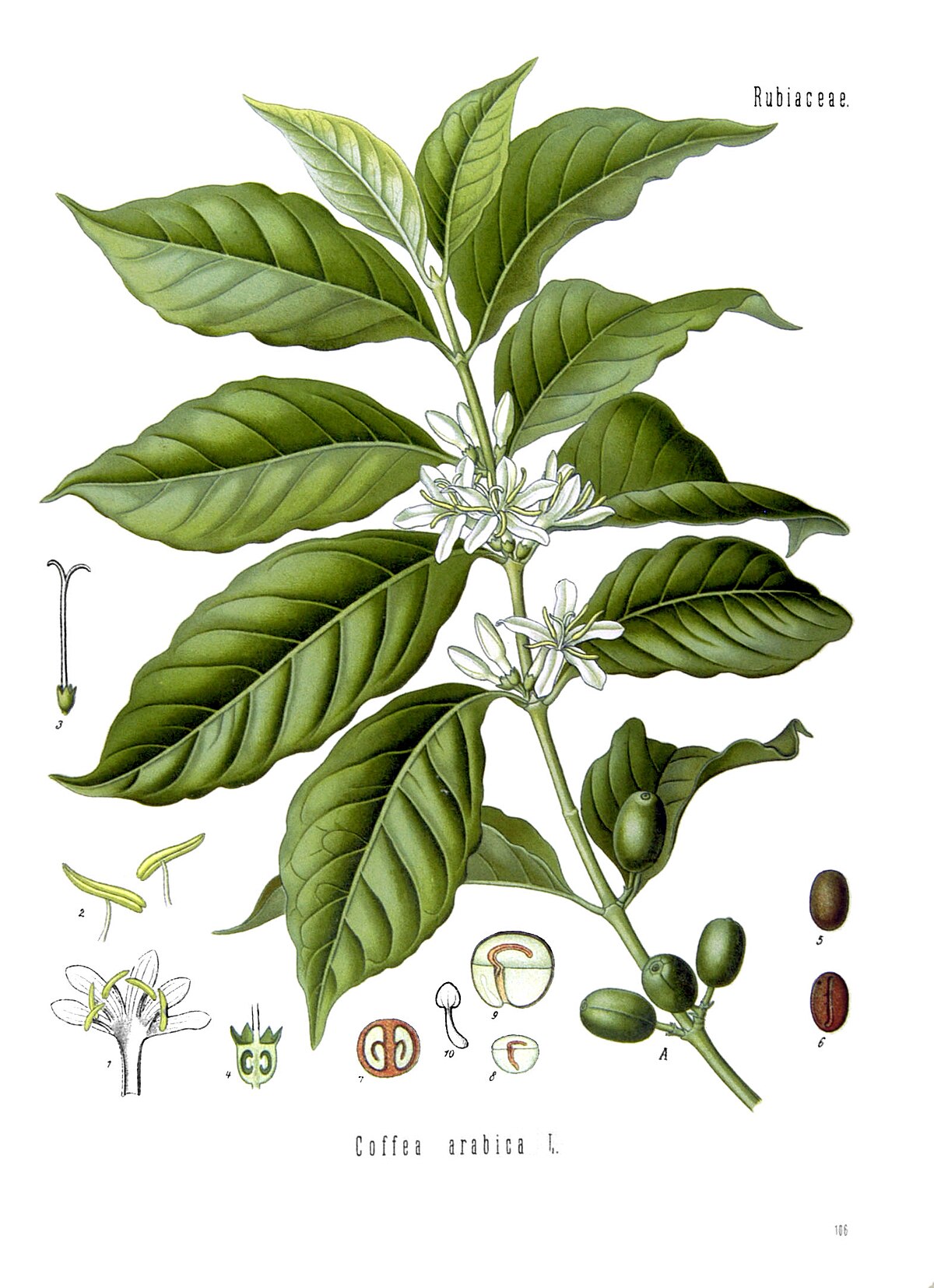 Coffea arabica — Wikipédia