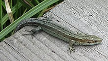 Common Lizard on one of the boardwalks Common Lizard on Thursley Common 2.JPG