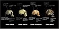 Comparison of skull features of Homo naledi and other early human species rus.jpg
