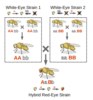 Example of a complementation test. Two strains of flies are white-eyed because of two different autosomal recessive mutations that interrupt different steps in a single pigment-producing metabolic pathway. Flies from Strain 1 have complementary mutations to flies from Strain 2 because when they are crossed the offspring can complete the full metabolic pathway and thus have red eyes. Complementation.svg