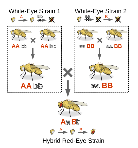 File:Complementation.svg