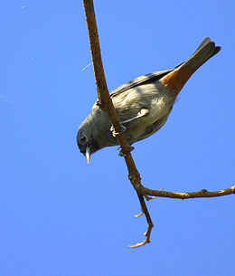 Rudapilvis aštriasnapis parulidas (Conirostrum speciosum)