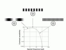 The graph demonstrates the relationship between contrast sensitivity and spatial frequency. The target-like images are representative of center-surround organization of neurons, with peripheral inhibition at low, intermediate and high spatial frequencies. Used with permission from Brian Wandell, PhD. Contrast Sensitivity vs. Spacial Frequency.png