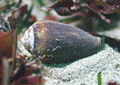 A live individual of the California cone, Californiconus californicus, anterior end towards the right