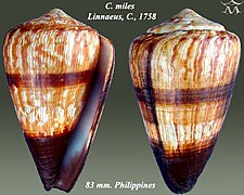 Conus miles 1.jpg