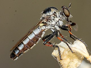 <i>Cophura</i> Genus of flies