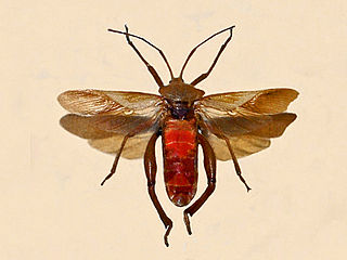 <i>Plectropoda</i> Genus of true bugs