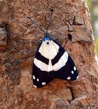 <i>Corma</i> Genus of moths