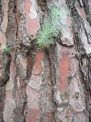 Pinus: Descripción, Historia, Clasificación