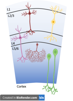 Cortical Microcircuit Cortical microcircuit.png