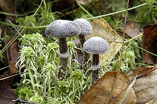 <i>Cortinarius hemitrichus</i> Species of mushroom