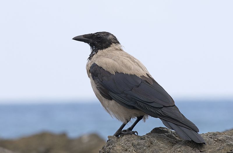 File:Corvus cornix - Hooded Crow, Giresun 01-3.jpg