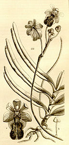 Fig. 253 Cottonia peduncularis